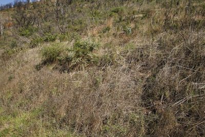 Leucadendron argenteum, photographed by Tony Rebelo