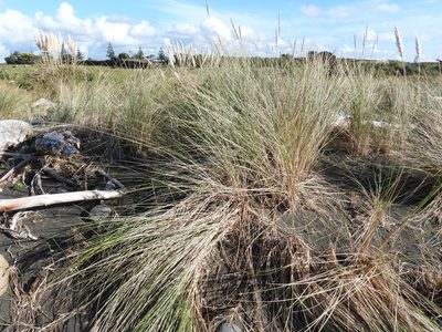 Calamagrostis arenaria, photographed by Emily Roberts
