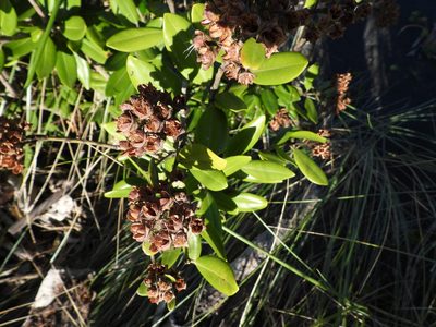 Metrosideros excelsa, photographed by Emily Roberts