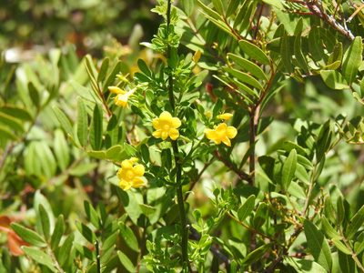 Chrysojasminum fruticans, photographed by Duarte Frade