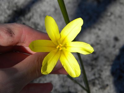 Moraea ochroleuca, photographed by Tim Kirsten