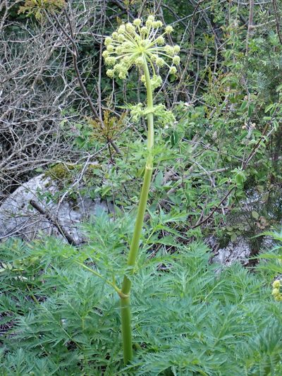 Molopospermum peloponnesiacum, photographed by David Delon