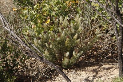 Athanasia crithmifolia, photographed by Tony Rebelo
