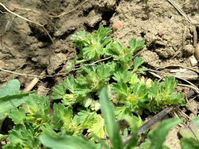 Alchemilla arvensis, photographed by David Sandler