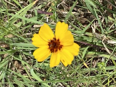 Thelesperma filifolium, photographed by Gary Rogers