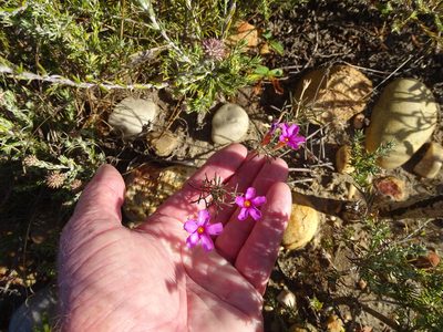 Oxalis ciliaris, photographed by Shaun Swanepoel