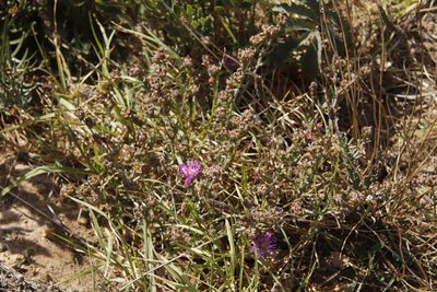 Erepsia bracteata, photographed by Tony Rebelo