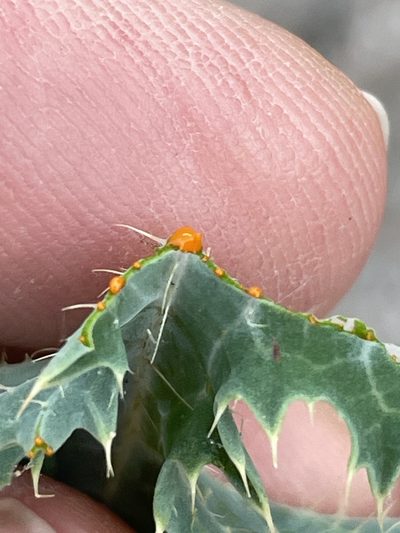 Argemone aurantiaca, photographed by lanechaffin