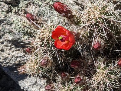 Echinocereus santaritensis, photographed by Elliot Kulakow