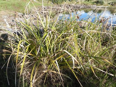 Cyperus ustulatus, photographed by Emily Roberts