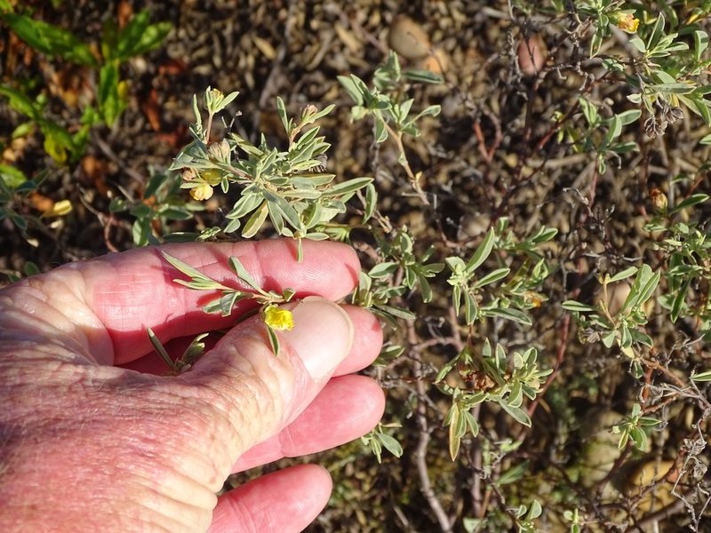 Hermannia lavandulifolia, photographed by Shaun Swanepoel