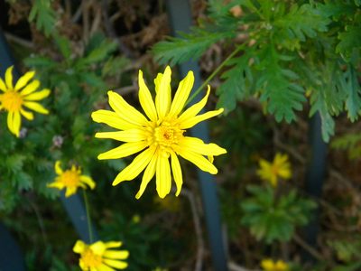 Euryops chrysanthemoides, photographed by Tim Kirsten