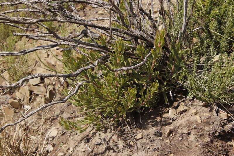 Lobostemon fruticosus, photographed by Tony Rebelo