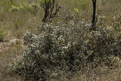 Searsia tomentosa, photographed by Tony Rebelo