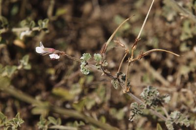 Pelargonium candicans, photographed by Tony Rebelo