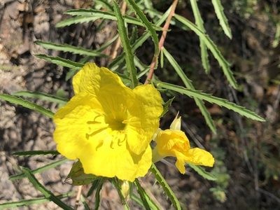 Oenothera capillifolia, photographed by Samantha Knight