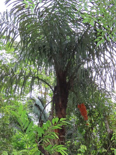 Astrocaryum standleyanum, photographed by chelina batista