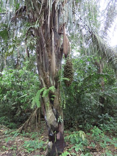 Attalea butyracea, photographed by chelina batista