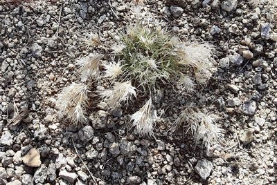 Munroa pulchella, photographed by bmasinton