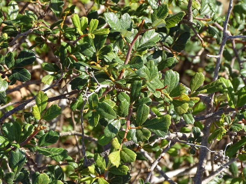 Searsia incisa, photographed by Shaun Swanepoel