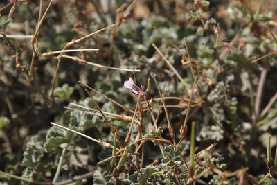 Pelargonium candicans, photographed by Tony Rebelo