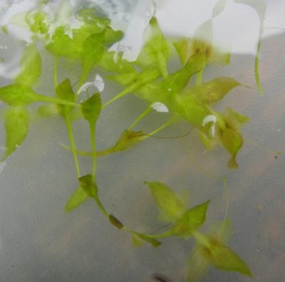 Lemna trisulca, photographed by Jon Mortin