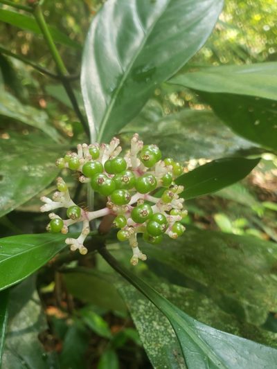 Chassalia curviflora, photographed by Shaan Aroeste