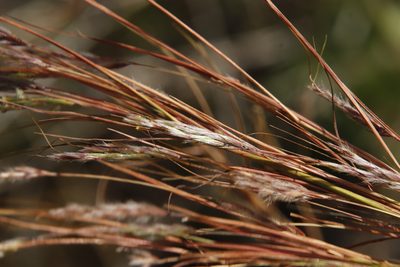Hyparrhenia hirta, photographed by Tony Rebelo