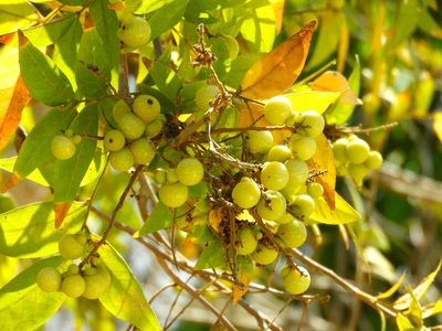 Sapindus drummondii, photographed by Francisco Farriols Sarabia