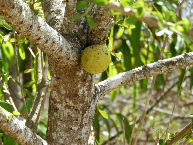 Crescentia alata, photographed by Francisco Farriols Sarabia