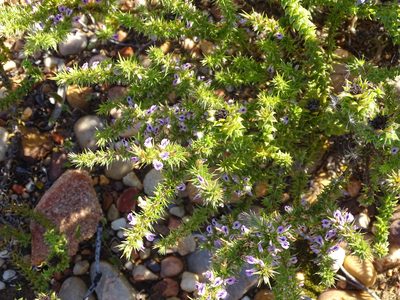 Muraltia ericifolia, photographed by Shaun Swanepoel