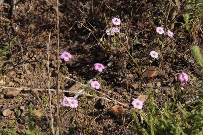 Oxalis bifida, photographed by Tony Rebelo