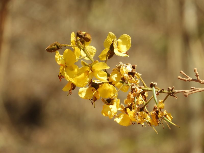 Cenostigma eriostachys, photographed by Francisco Farriols Sarabia