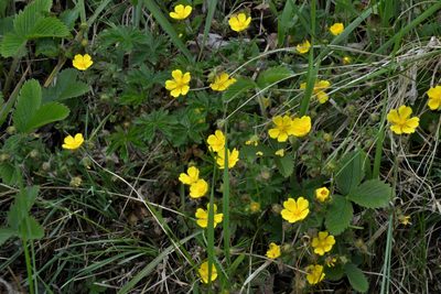 Potentilla heptaphylla, photographed by Petr Harant