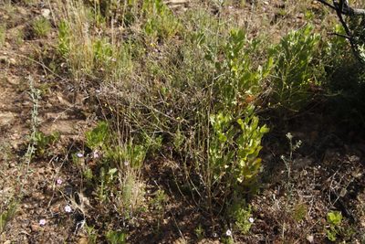 Senecio pubigerus, photographed by Tony Rebelo