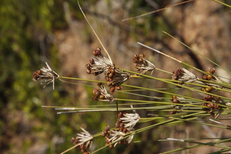 Bobartia indica, photographed by Tony Rebelo