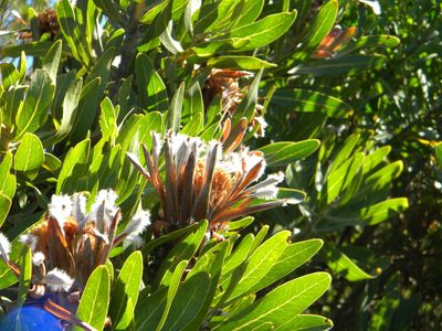 Protea neriifolia, photographed by Tim Kirsten