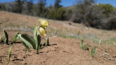 Fritillaria agrestis