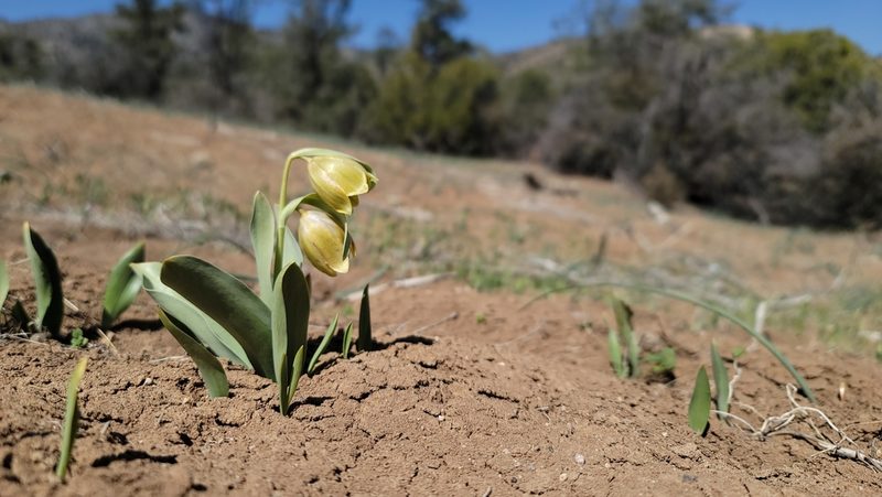 Fritillaria agrestis, photographed by Chris Winchell