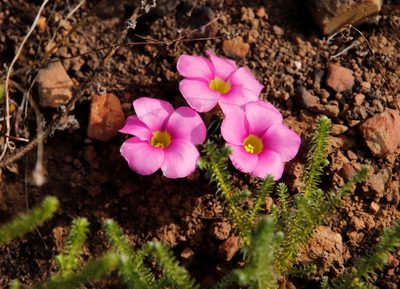 Oxalis purpurea, photographed by Tony Rebelo