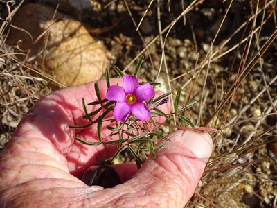 Oxalis ciliaris, photographed by Shaun Swanepoel