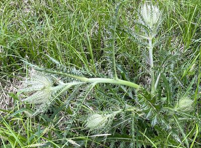 Cirsium horridulum, photographed by LBuffum