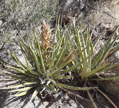 Yucca baccata, photographed by bmasinton