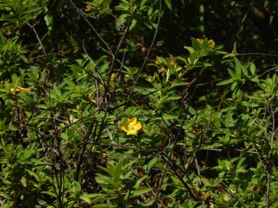 Ludwigia peruviana, photographed by Tom Lazar