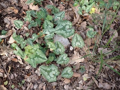Cyclamen hederifolium