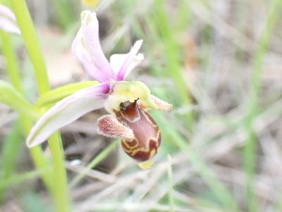 Ophrys scolopax, photographed by David Delon
