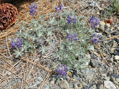 Lupinus duranii, photographed by Casey H. Richart