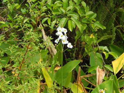 Sagittaria lancifolia, photographed by Tom Lazar