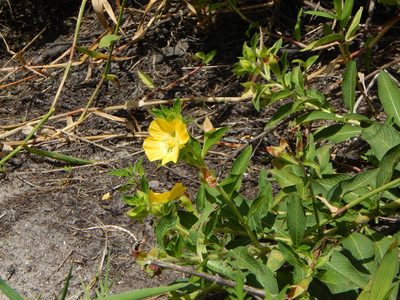 Ludwigia peruviana, photographed by Tom Lazar