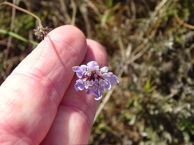 Scabiosa columbaria, photographed by Shaun Swanepoel